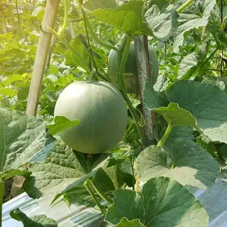 thumbnail for publication: Melon, Honeydew—Cucumis melo L. (Inodorus group)